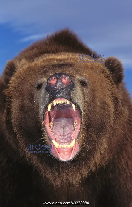 : Kodiak Bear (ursus arctos middendorffi), Portrait : Kodiak Bear (ursus arctos middendorffi), Portrait