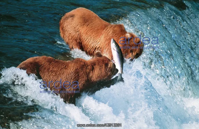 : Kodiak BEARS - catching salmon : Kodiak BEARS - catching salmon