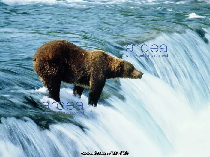 : KODIAK BROWN BEAR - fishing for salmon on waterfall : KODIAK BROWN BEAR - fishing for salmon on waterfall