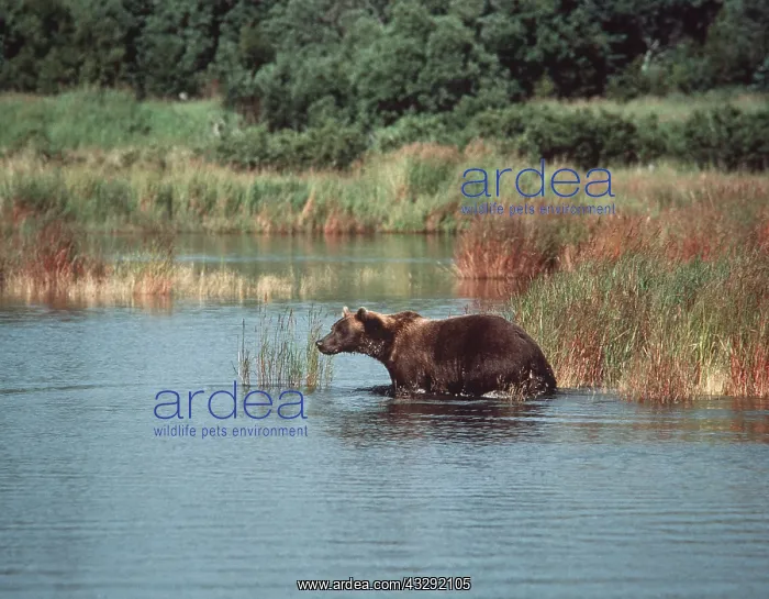 : KODIAK BROWN BEAR - standing in water : KODIAK BROWN BEAR - standing in water