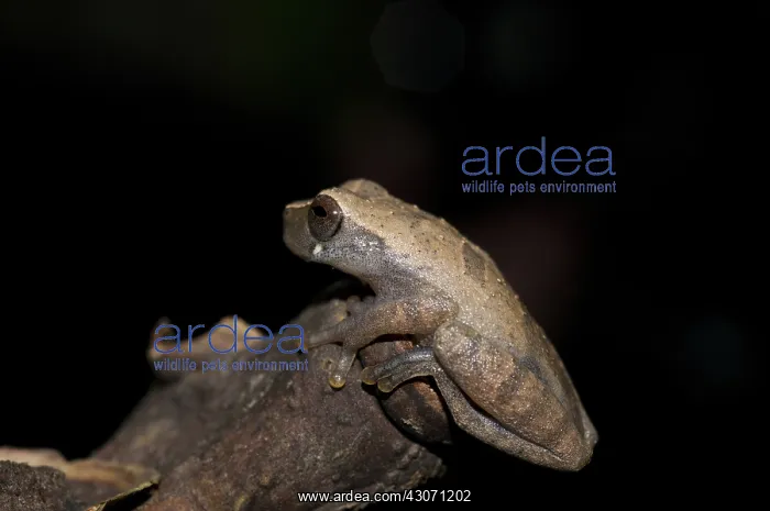 : Koechlin's treefrog : Koechlin's treefrog