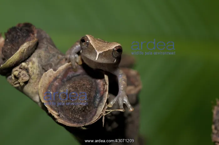 : Koechlin's treefrog : Koechlin's treefrog