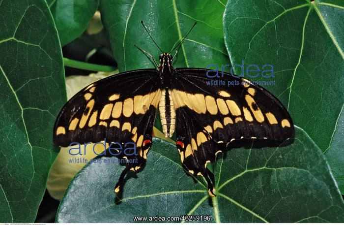 : Koenigs Schwalbenschwanz, Papilio thoas, Brasilien, -Thoas : Koenigs Schwalbenschwanz, Papilio thoas, Brasilien, -Thoas