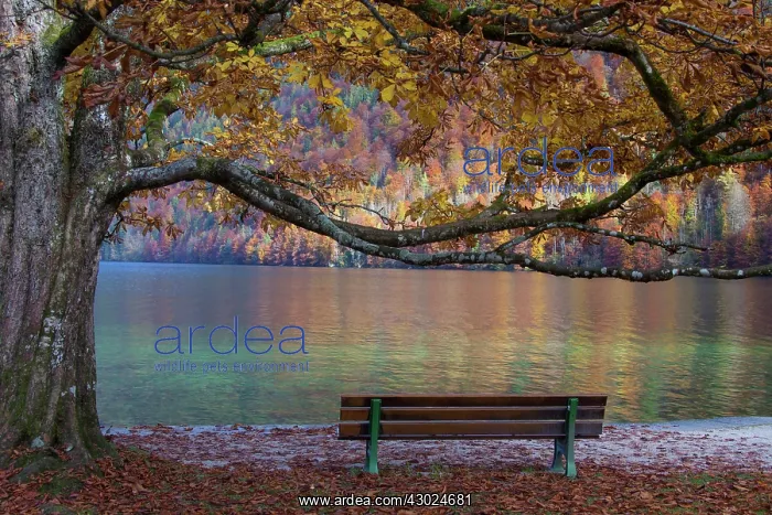 : Koenigssee autumn Bench autumn colours K&, xf6;nigss : Koenigssee autumn Bench autumn colours K&, xf6;nigss