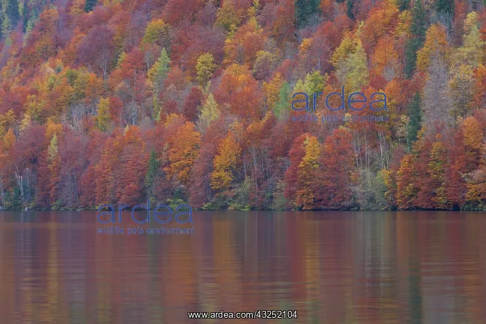 : Koenigssee autumn K&, xf6;nigssee / Kings lake autum : Koenigssee autumn K&, xf6;nigssee / Kings lake autum