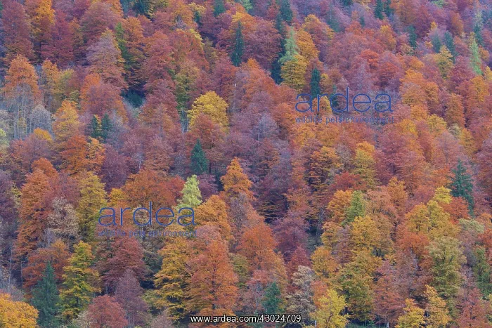 : Koenigssee autumn Trees autumn colours Berchtesgaden Na : Koenigssee autumn Trees autumn colours Berchtesgaden Na