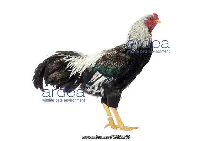  : Koeyoshi Chicken Cockerel  /  Rooster