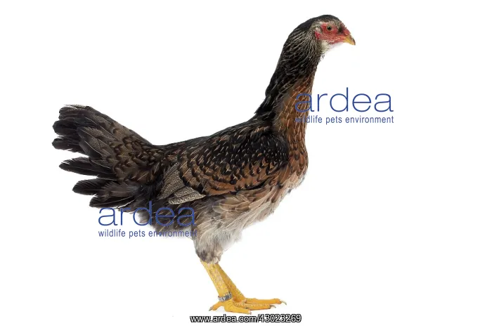  : Koeyoshi Chicken Hen