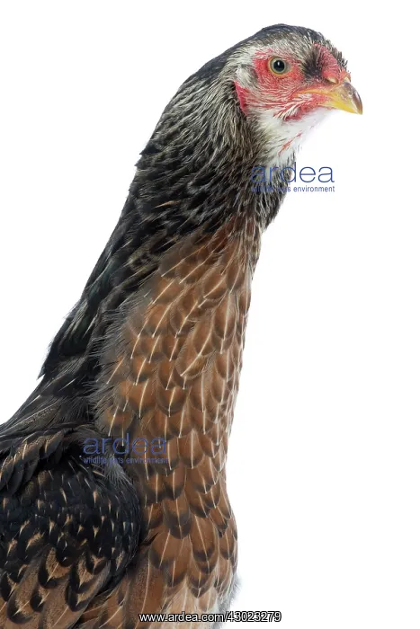  : Koeyoshi Chicken Hen