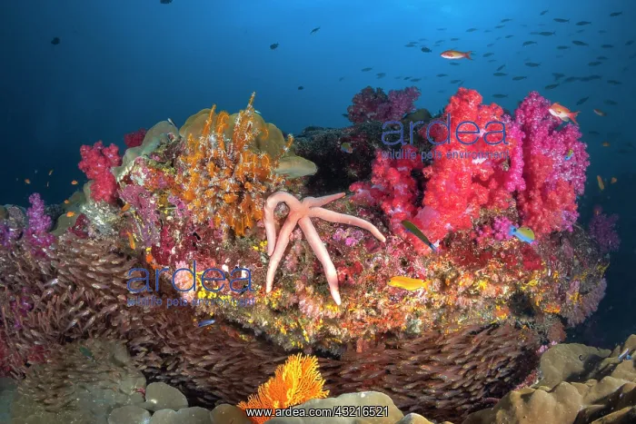 : Koh tachai coral Potato, Similan Islands, Thailand : Koh tachai coral Potato, Similan Islands, Thailand