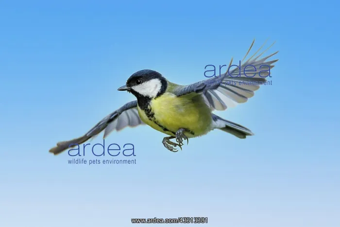 : Kohlmeise (Parus major), Deutschland : Kohlmeise (Parus major), Deutschland