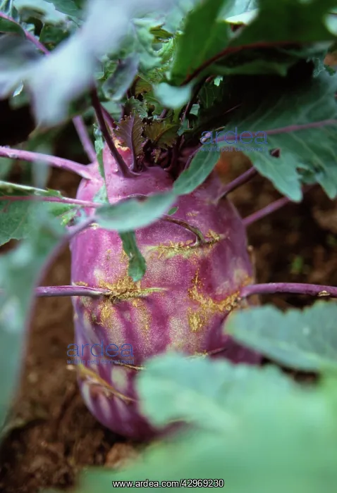 : Kohlrabi, Brassica oleracea gongylodes : Kohlrabi, Brassica oleracea gongylodes