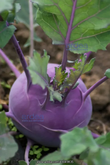  : Kohlrabi, Brassica oleracea gongylodes Purple Vienna
