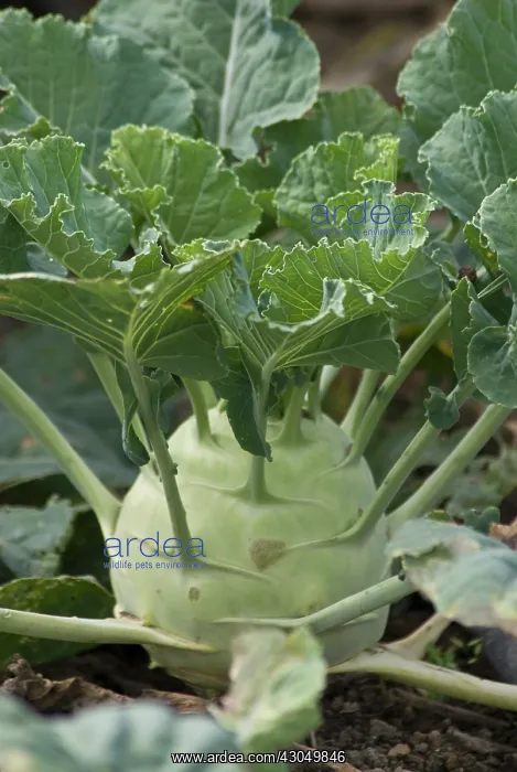 : Kohlrabi, Brassica oleracea gongylodes : Kohlrabi, Brassica oleracea gongylodes