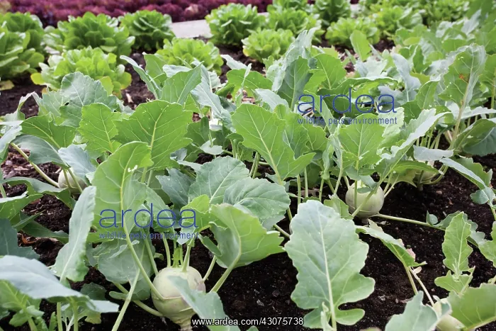 : Kohlrabi, Brassica oleracea gongylodes : Kohlrabi, Brassica oleracea gongylodes