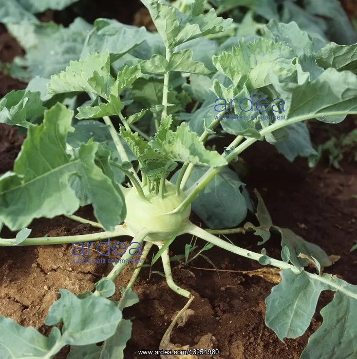 : Kohlrabi (Brassica oleracea) : Kohlrabi (Brassica oleracea)