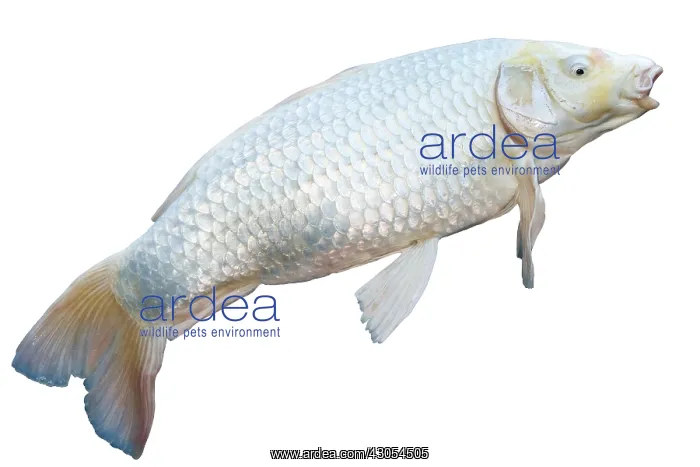 : Koi adult : Koi adult