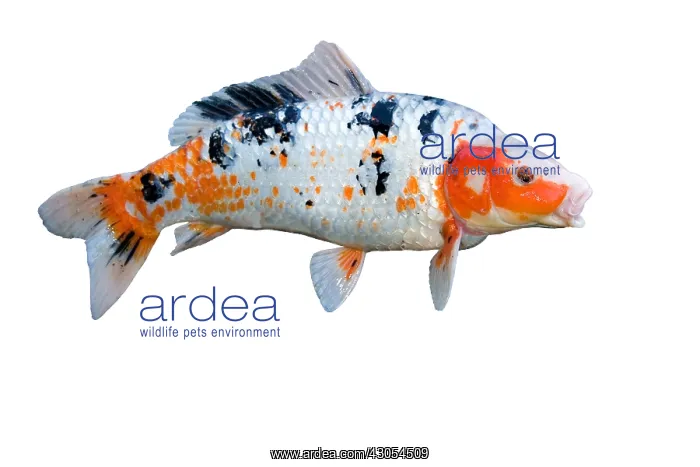 : Koi adult : Koi adult