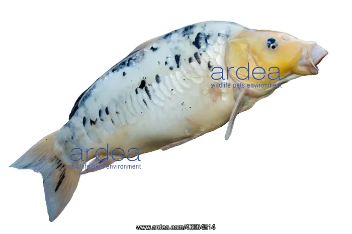 : Koi adult : Koi adult