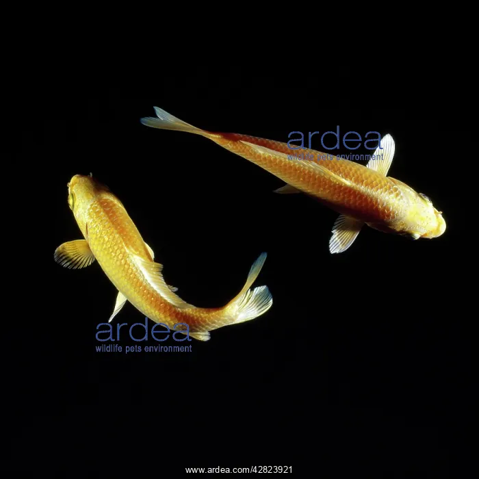  : KOI CARP (Cyprinus carpio)