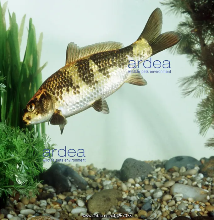 : KOI CARP : KOI CARP