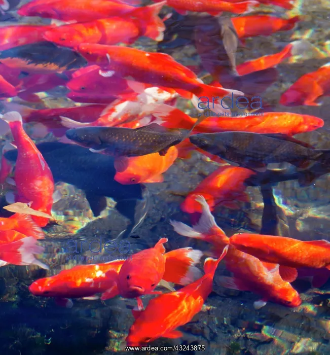 : Koi and carp in Big Spring Park, Huntsville : Koi and carp in Big Spring Park, Huntsville