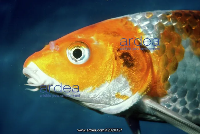 : Koi Carp - Close up of head : Koi Carp - Close up of head