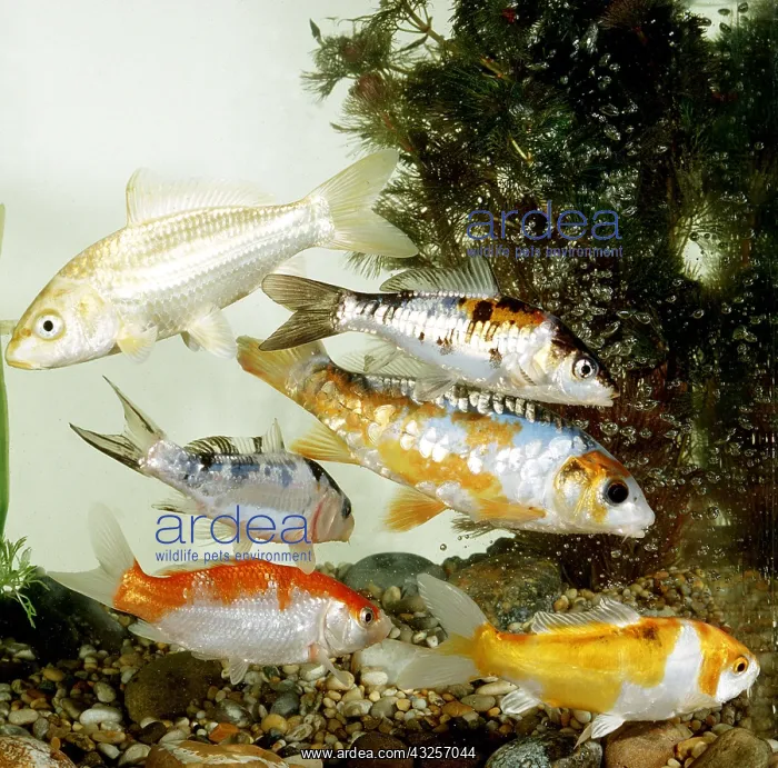 : KOI CARP - Different varieties : KOI CARP - Different varieties