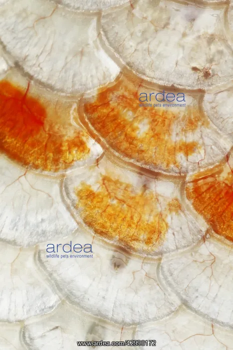 : Koi Carp Fish Scales FI000054 : Koi Carp Fish Scales FI000054