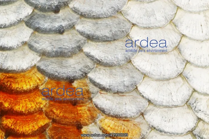 : Koi Carp Fish Scales FI000056 : Koi Carp Fish Scales FI000056
