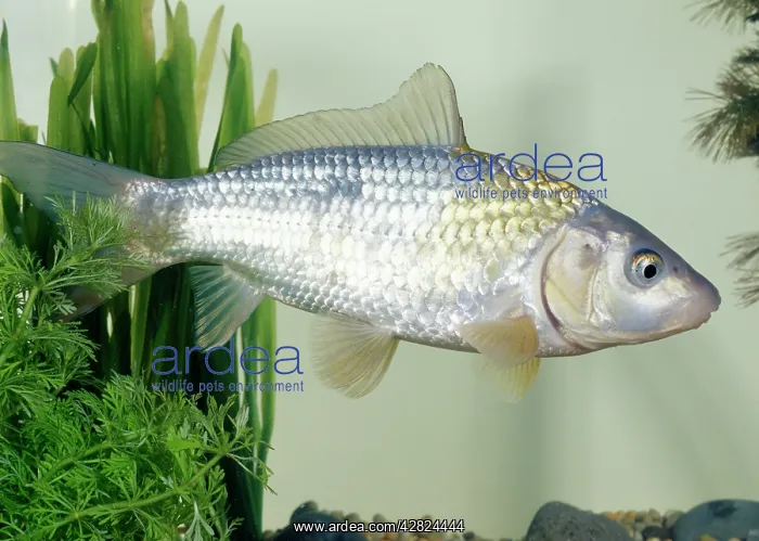 : Koi CARP Hikari utsuri - side view : Koi CARP Hikari utsuri - side view