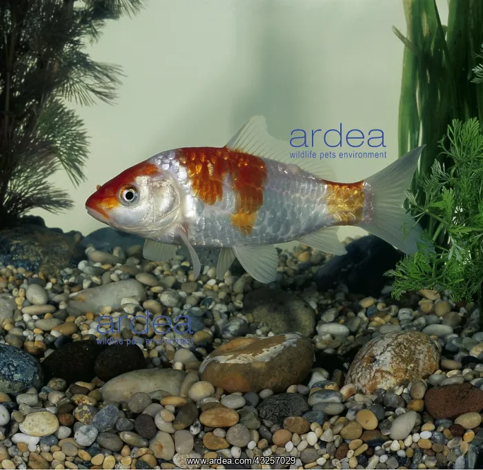 : KOI CARP - Kin gin rin kohaku : KOI CARP - Kin gin rin kohaku