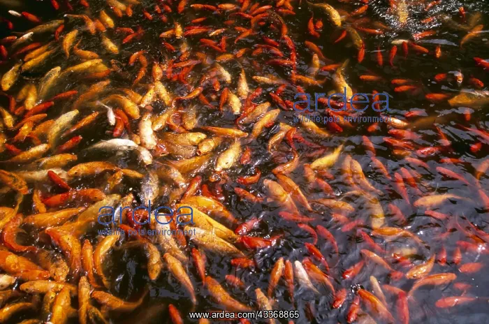 : KOI CARP - Mass in Pond : KOI CARP - Mass in Pond