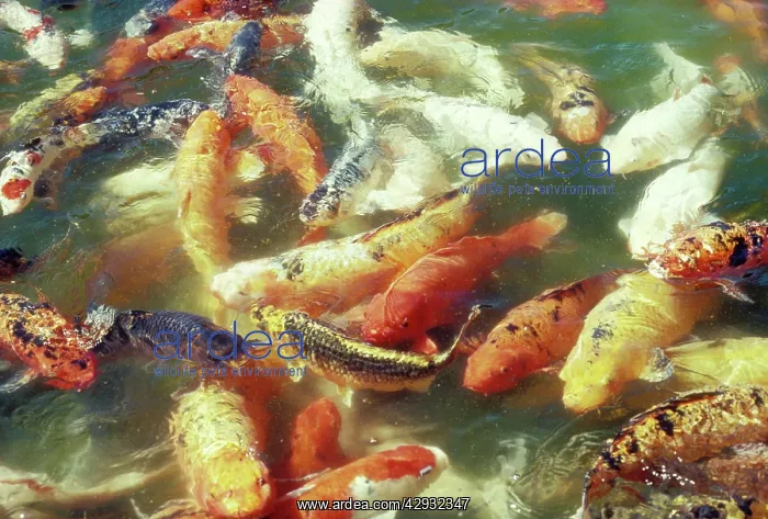 : KOI CARP - in pond : KOI CARP - in pond