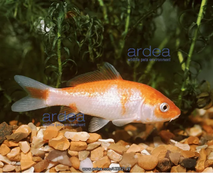 : KOI CARP - Red / White Shusui : KOI CARP - Red / White Shusui