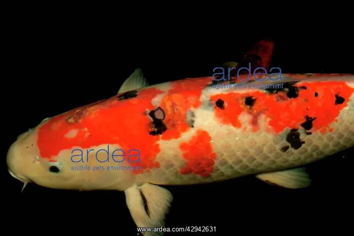 : Koi Carp with skin cancer : Koi Carp with skin cancer