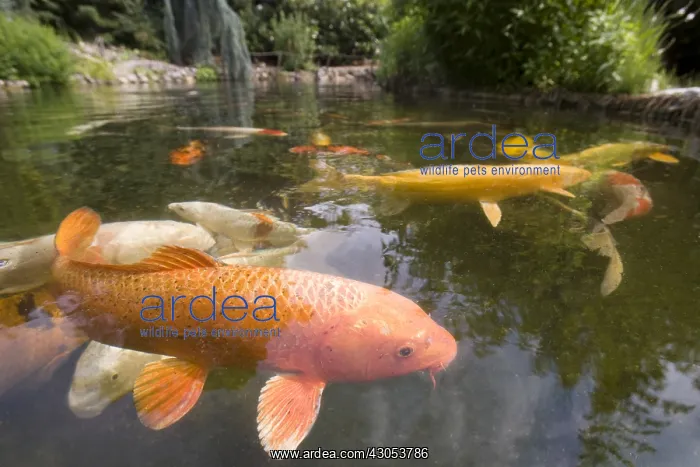 : Koi carps in a garden pound : Koi carps in a garden pound