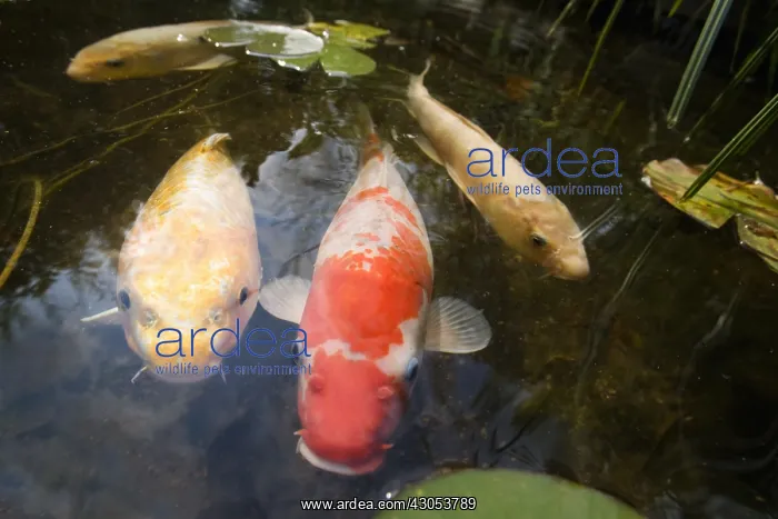 : Koi carps in a garden pound : Koi carps in a garden pound