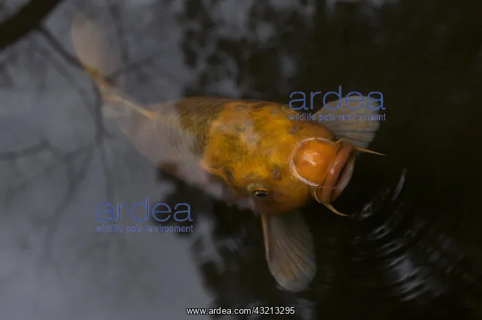 : Koi with reflections in Kyoto Japan : Koi with reflections in Kyoto Japan