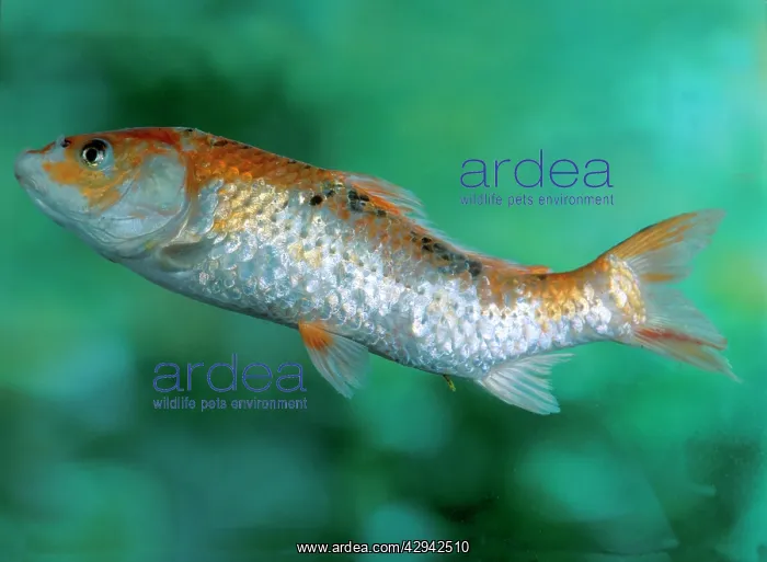 : Koi - with tail kinked upwards can be caused by : Koi - with tail kinked upwards can be caused by