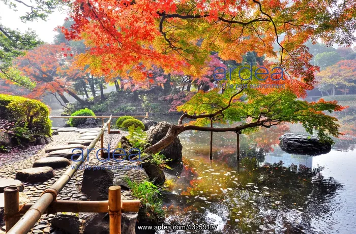 : Koishikawa japanese garden in autumn in Tokyo, Japan : Koishikawa japanese garden in autumn in Tokyo, Japan