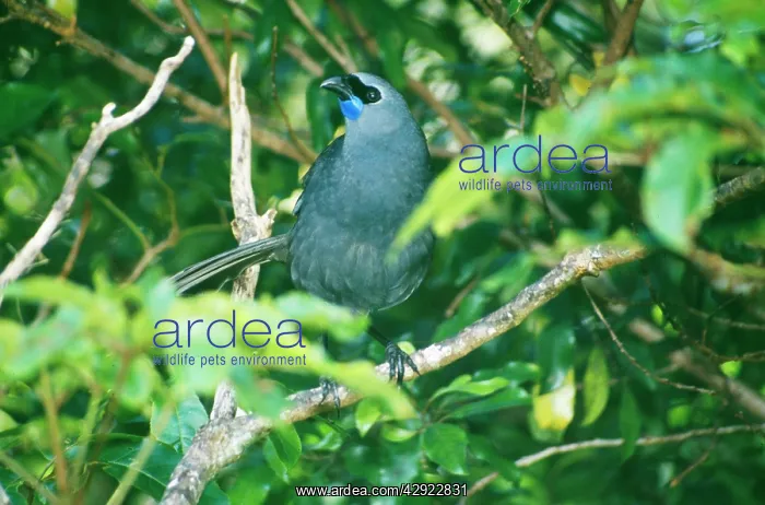  : KOKAKO BIRD