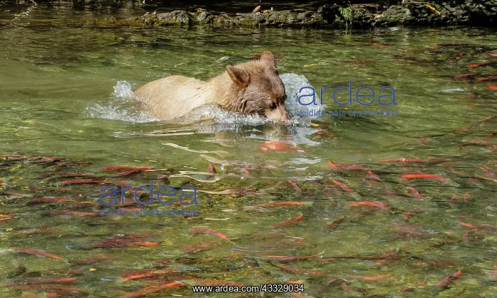 : Kokanee Salmon : Kokanee Salmon