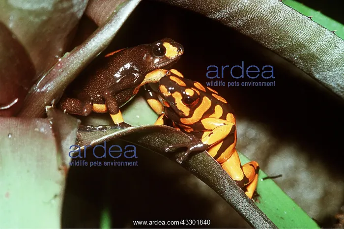 : Koke-pa POISON ARROW / DART FROG - x2 : Koke-pa POISON ARROW / DART FROG - x2