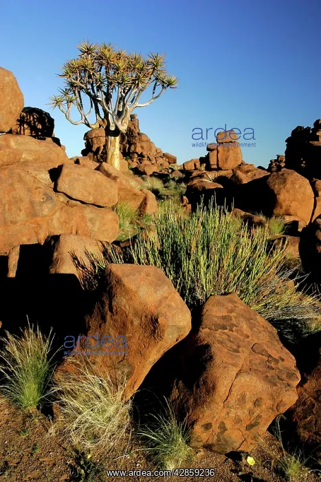 : KOKERBOOM / Quiver / Aloe Tree and boulders - individual : KOKERBOOM / Quiver / Aloe Tree and boulders - individual