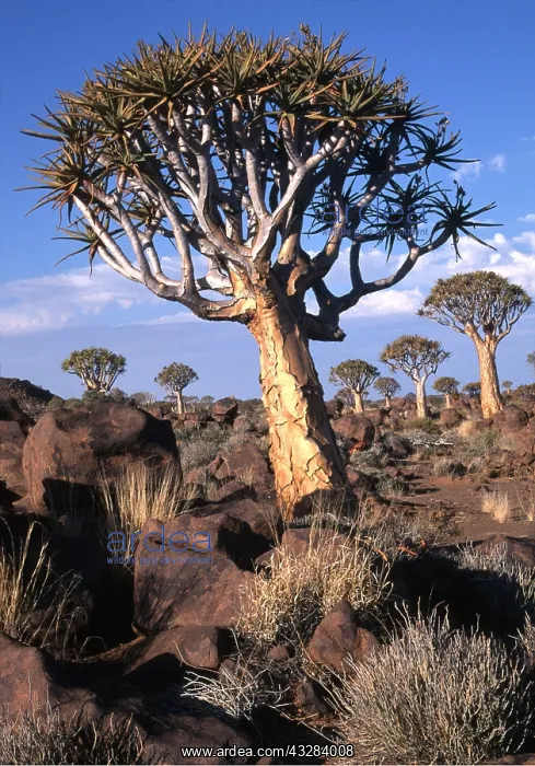 : Kokerboom / Quiver / Aloe Tree forest : Kokerboom / Quiver / Aloe Tree forest