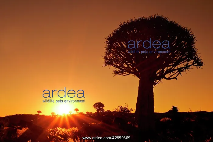 : KOKERBOOM / Quiver / Aloe Tree forest - individual : KOKERBOOM / Quiver / Aloe Tree forest - individual