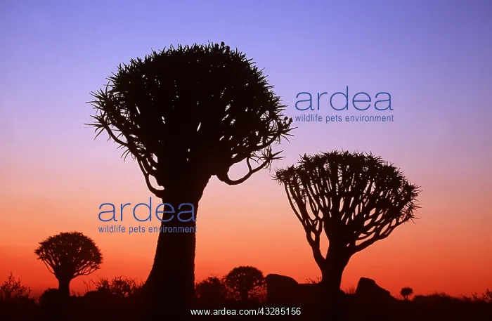 : Kokerboom / Quiver / Aloe Tree - forest after sunset : Kokerboom / Quiver / Aloe Tree - forest after sunset