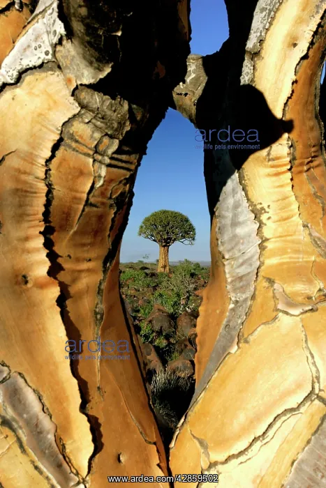 : KOKERBOOM / Quiver / Aloe Tree - framed view through : KOKERBOOM / Quiver / Aloe Tree - framed view through