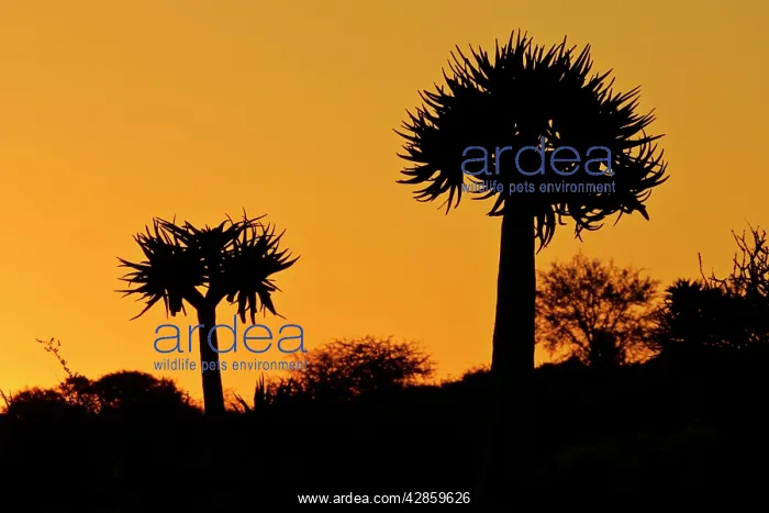 : KOKERBOOM / Quiver / Aloe Tree - silhouette - two : KOKERBOOM / Quiver / Aloe Tree - silhouette - two